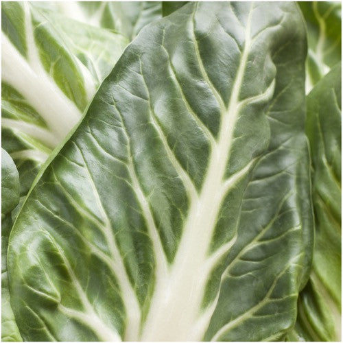 Pak Choy White Stem Cabbage Seeds For Planting (Brassica rapa)