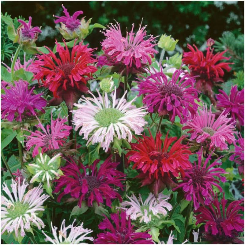 panorama blend bee balm seeds for planting