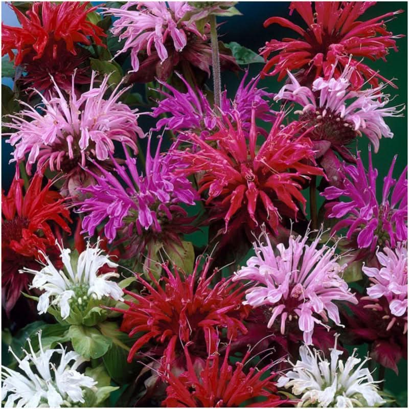 panorama blend bee balm seeds for planting