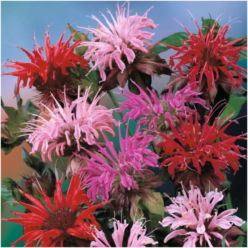 panorama blend bee balm seeds for planting