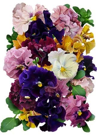 Rococo Pansy Seeds For Planting (Viola germania)