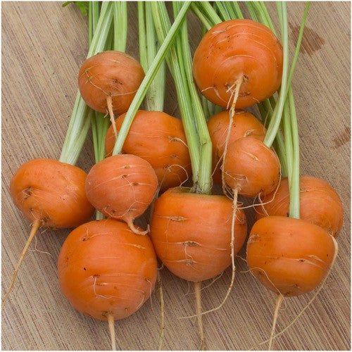 Paris Market Carrot Seeds For Planting (Daucus carota)