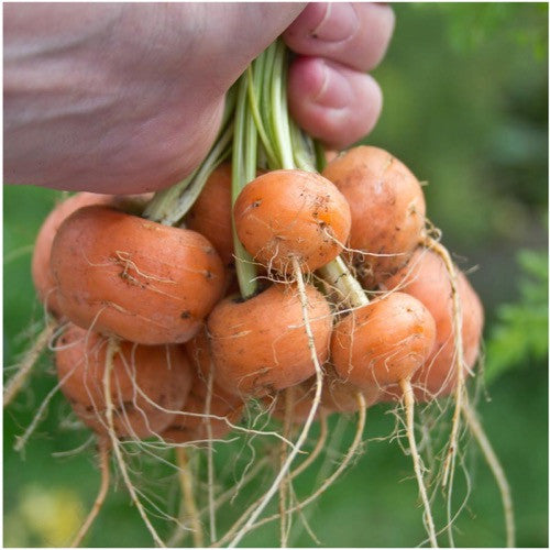 paris market carrot seeds for planting