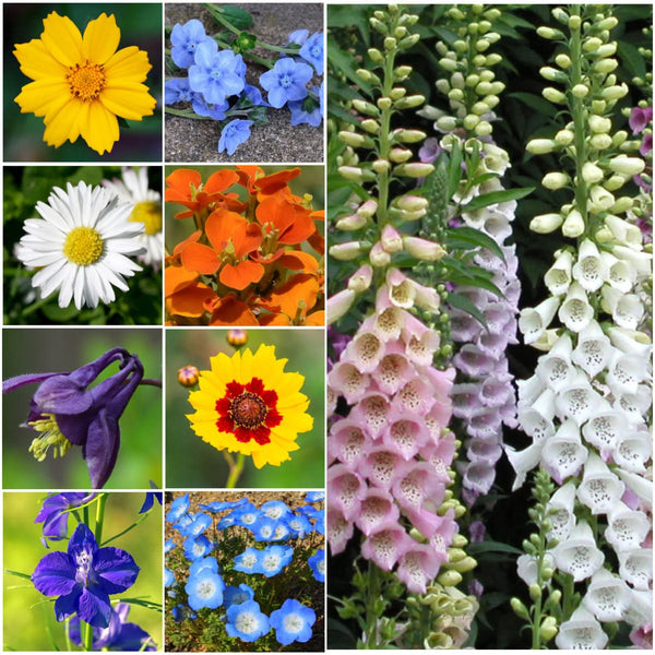 Partial Shade Wildflower Mixture