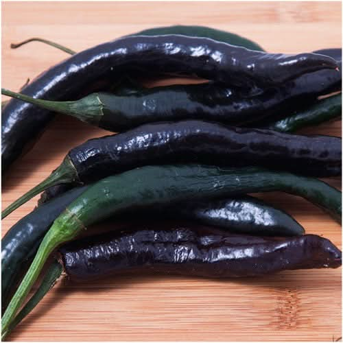 pasilla bajio hot pepper seeds for planting