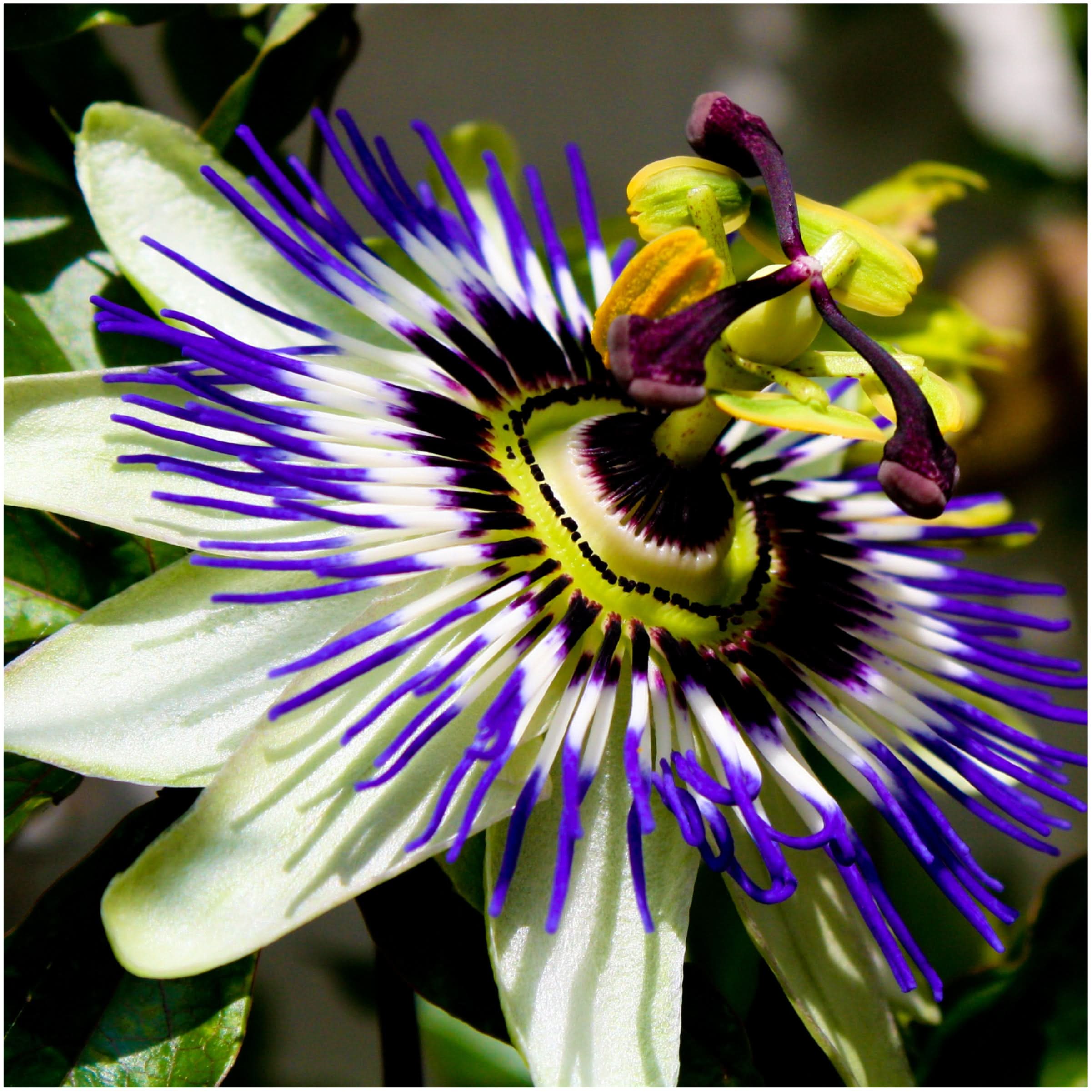royal blue passion passiflora seeds for planting