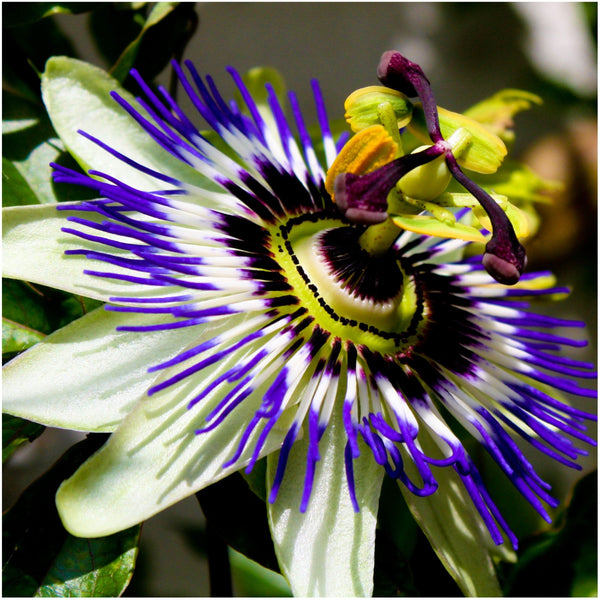 royal blue passion passiflora seeds for planting