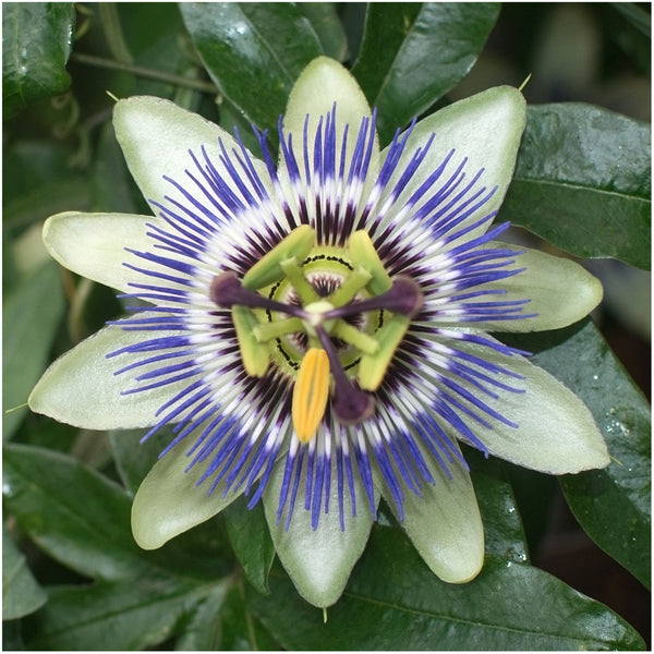 Royal Blue Passion Flower Seeds For Planting (Passiflora caerulea)