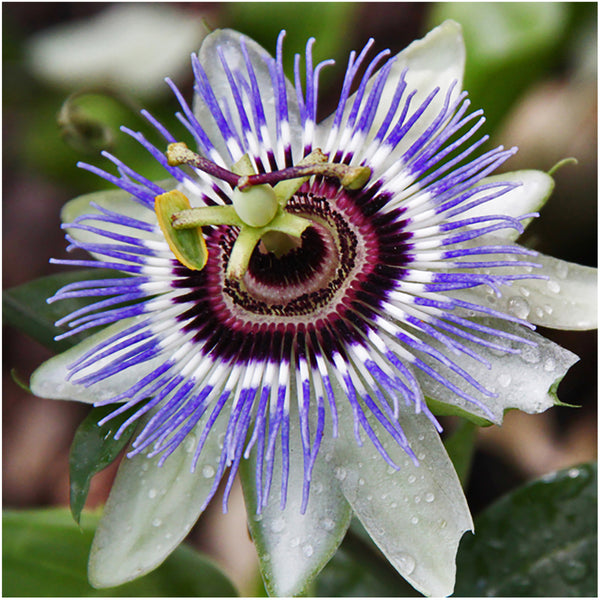 royal blue passion passiflora seeds for planting