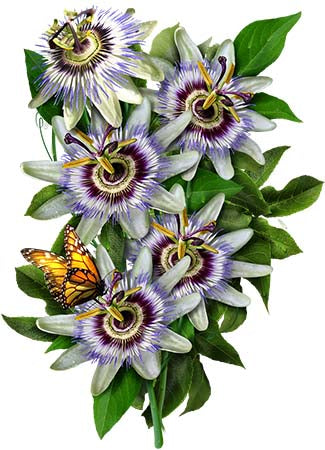 Royal Blue Passion Flower Seeds For Planting (Passiflora caerulea)