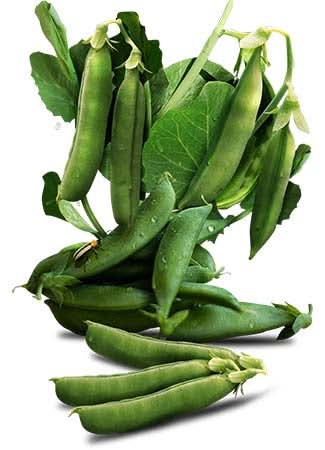Sugar Sprint Pea Seeds For Planting (Pisum sativum)
