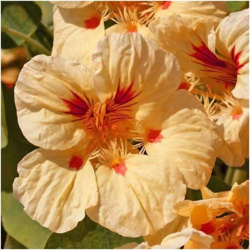 Peach Melba Nasturtium Seeds For Planting (Tropaeolum nanum)
