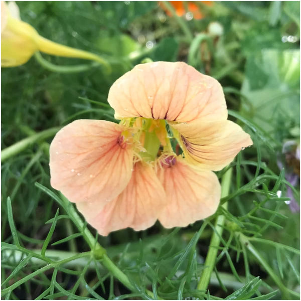 peach melba nasturtium seeds for planting