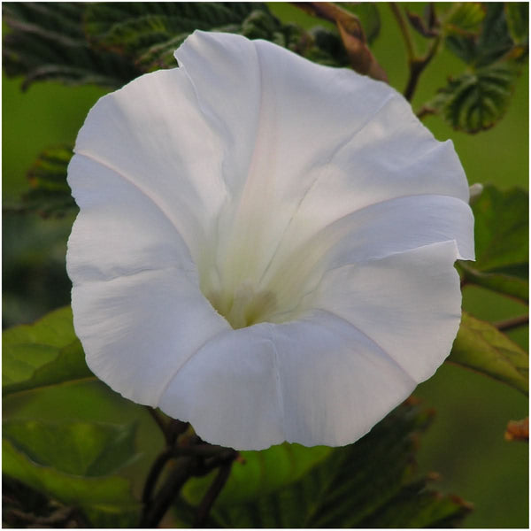 Morning Glory Seed Collection