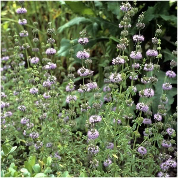 pennyroyal mint seeds for planting