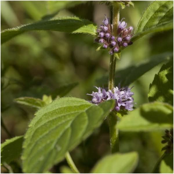 pennyroyal mint seeds for planting