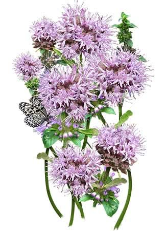 pennyroyal seeds for planting