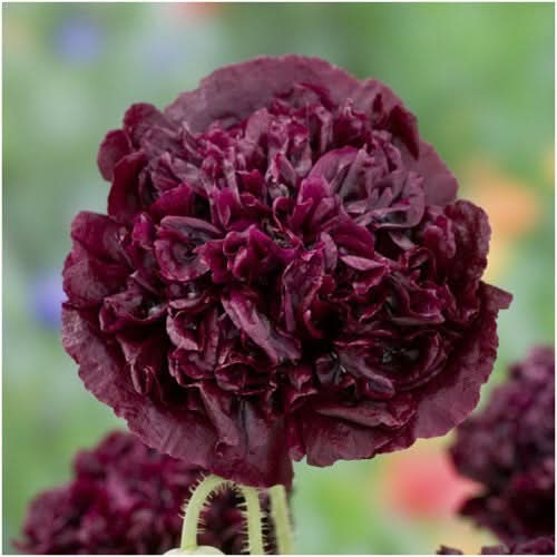 black peony poppy