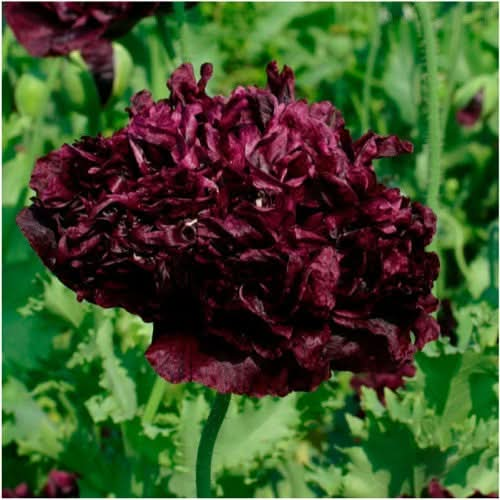 black peony poppy