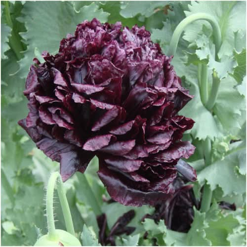 black peony poppy