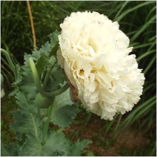 Cream Peony Poppy Seeds For Planting (Papaver paeoniflorum)