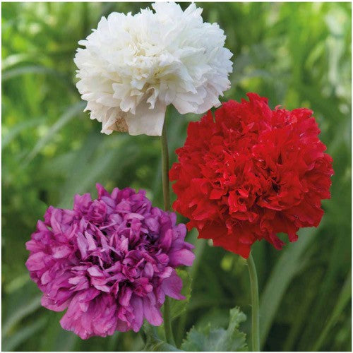 Double Blend Peony Poppy Seeds For Planting (Papaver paeoniflorum)