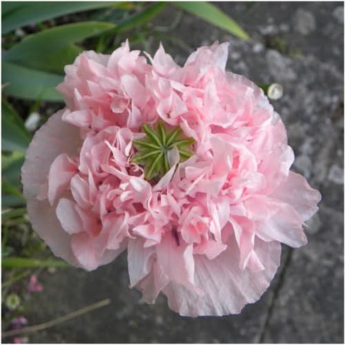 Pale Rose Peony Poppy Seeds For Planting (Papaver paeoniflorum)