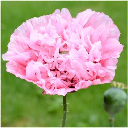 Pale Rose Peony Poppy Seeds For Planting (Papaver paeoniflorum)