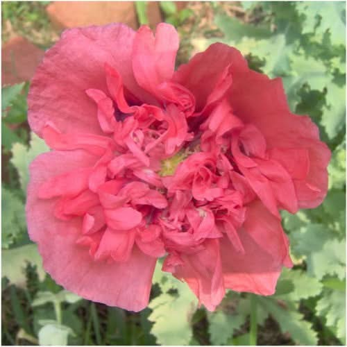 salmon peony poppy