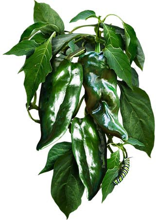 Ancho Grande Chili Pepper Seeds For Planting (Capsicum annuum)