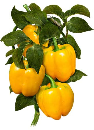 Golden Cal Wonder Sweet Pepper Seeds For Planting (Capsicum Annuum)