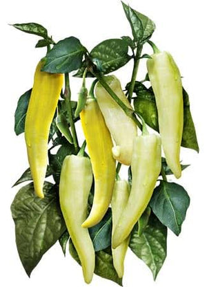 sweet banana pepper seeds for planting