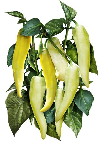 Sweet Banana Pepper Seeds For Planting (Capsicum annuum)