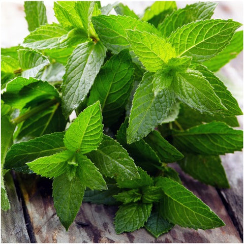Peppermint Herb Seeds For Planting (Mentha piperita)