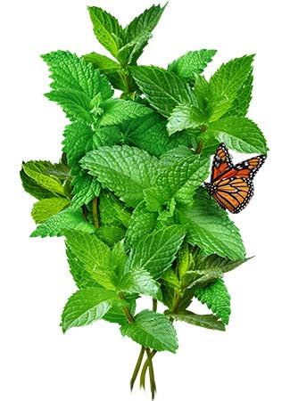 peppermint herb seeds for planting