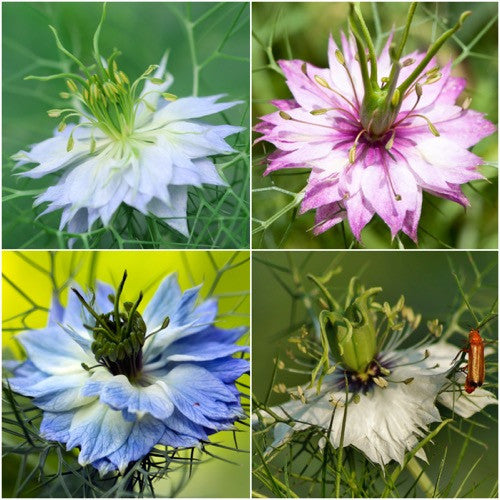 love in a mist mix seeds for planting