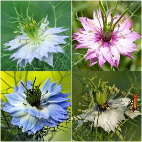 Mixed Love In A Mist Seeds For Planting (Nigella damascena)