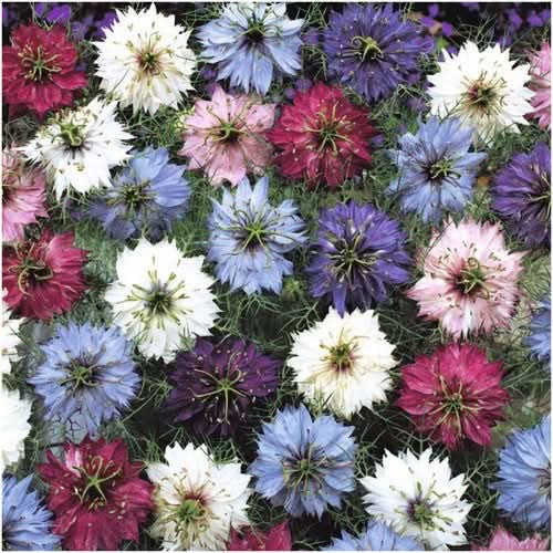 Mixed Love In A Mist Seeds For Planting (Nigella damascena)