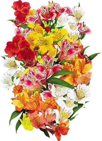 Peruvian Lily Seeds For Planting, Dr. Salters Mixture (Alstroemeria hybrida)