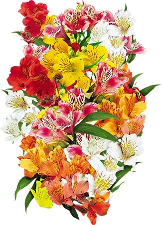 Peruvian Lily Seeds For Planting, Dr. Salters Mixture (Alstroemeria hybrida)