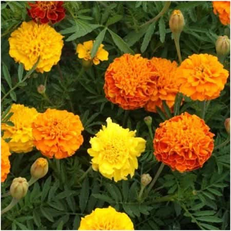 petite marigold seeds for planting