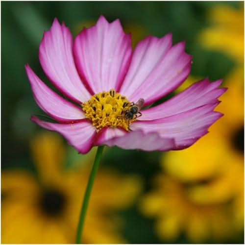 Picotee Cosmos