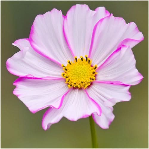 Picotee Cosmos