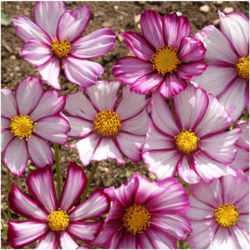 Picotee Cosmos