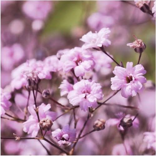 Pink Baby's Breath Seeds For Planting (Gypsophila elegans)