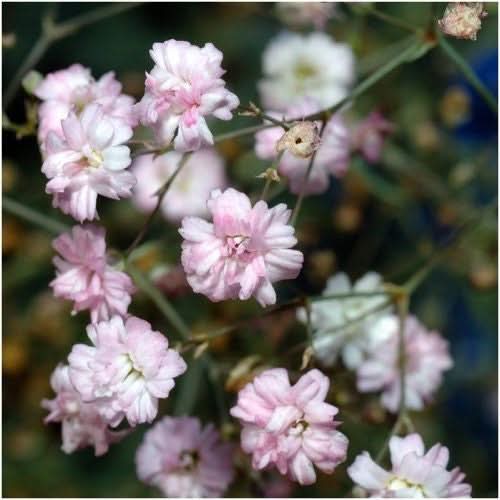 Pink Baby's Breath Seeds For Planting (Gypsophila elegans)