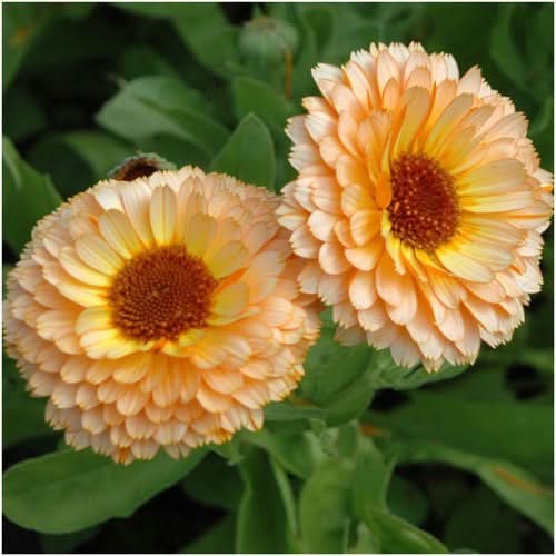 Pink Surprise Calendula (Calendula officinalis)