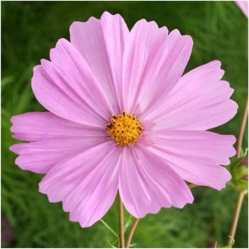 Pinkie Cosmos Seeds For Planting (Cosmos bipinnatus) – Seed Needs LLC
