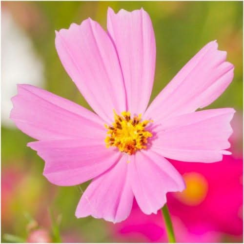 Pinkie Cosmos Seeds For Planting (Cosmos bipinnatus)