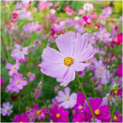 Pinkie Cosmos Seeds For Planting (Cosmos bipinnatus)